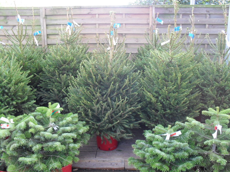 buy real christmas trees in leicester sapcote garden centre buy real christmas trees in leicester sapcote garden centre