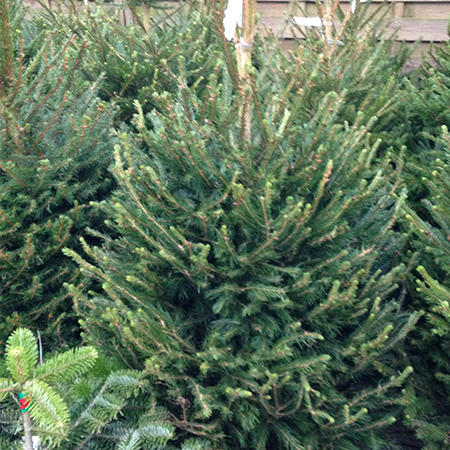 Norway Spruce Christmas Trees