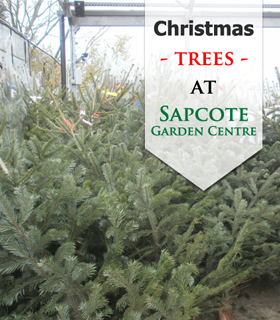 christmas trees sapcote garden centre christmas trees sapcote garden centre