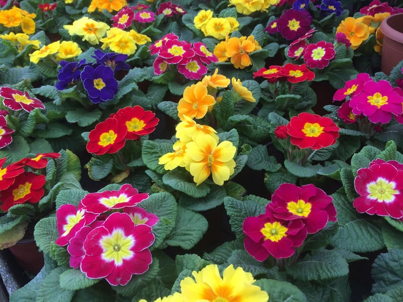 Bedding Plants bedding-plants