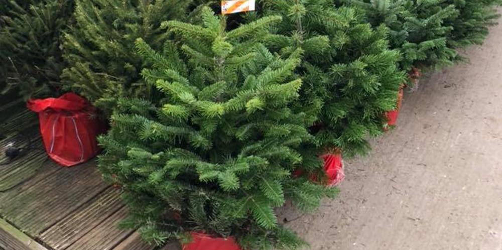 Potted Christmas Trees Available Too!