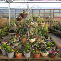 Sapcote Garden Centre Leicester S 1 Amazing Spring 2020 Deals