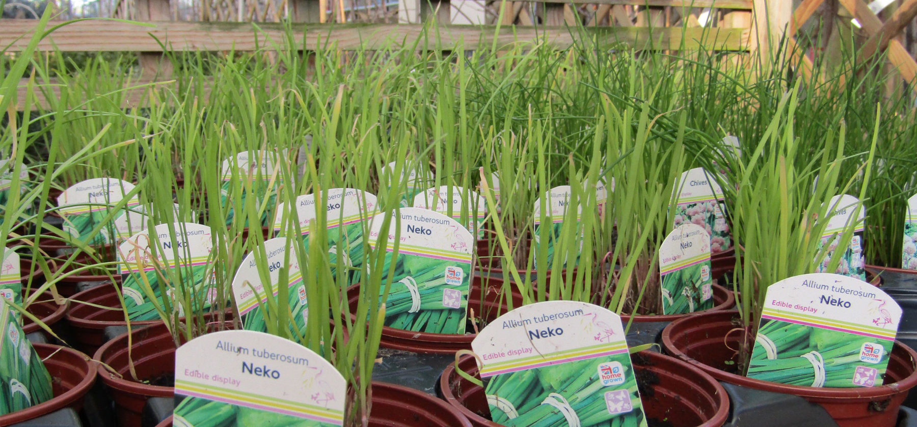 Sapcote Garden Centre Your Local Garden Centre in Leicestershire