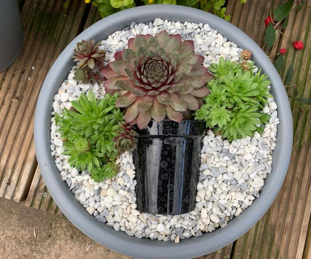 Sapcote Garden Centre Leicester S 1 Amazing Spring 2020 Deals