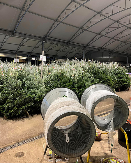 real christmas trees ready for 2023