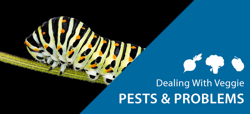 caterpillar veggie winter pests
