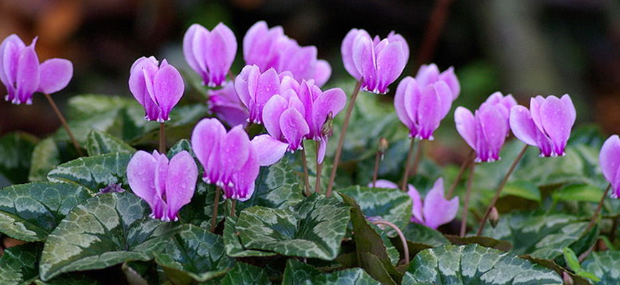 cyclamen