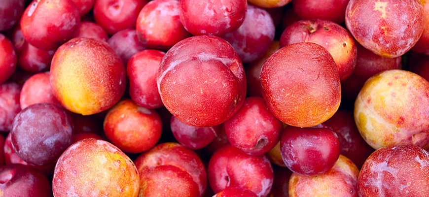 date plums red