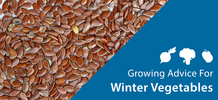growing advice winter vegetables seeds