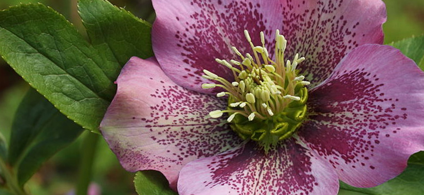 helleborus