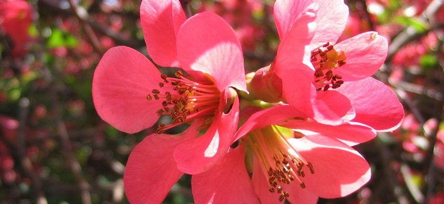 japanese quince