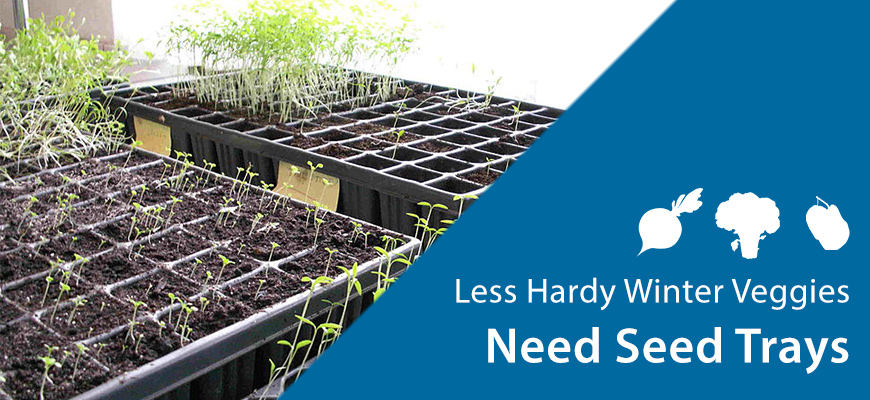 less hardy veggies seed trays
