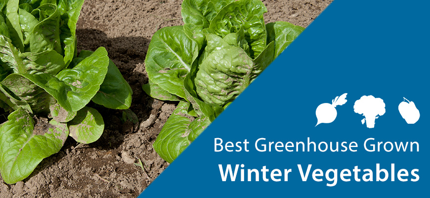 lettuce best winter veggie greenhouse