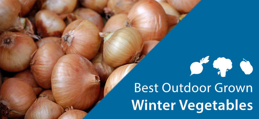 onions winter outdoor grown vegetables