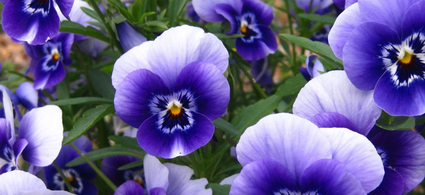 pansies