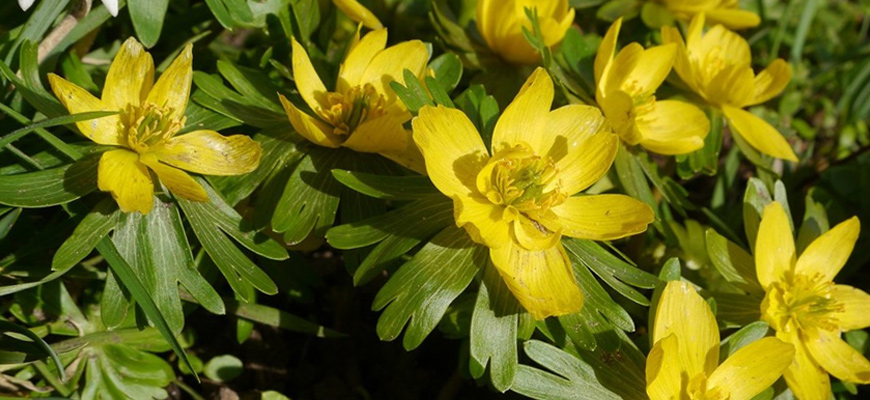 winter aconites yellow
