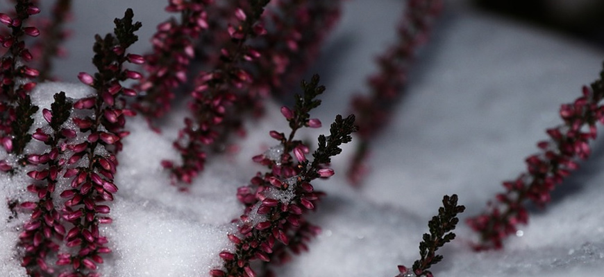 winter coloured heather