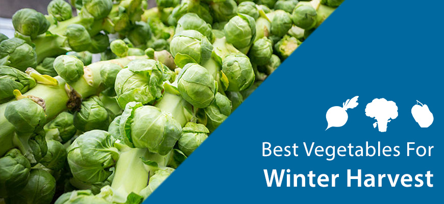winter harvest vegetables brussels sprouts
