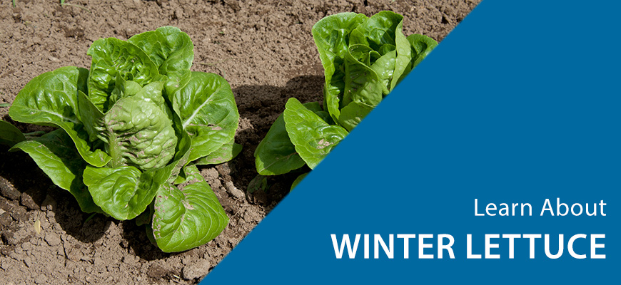 winter lettuce top