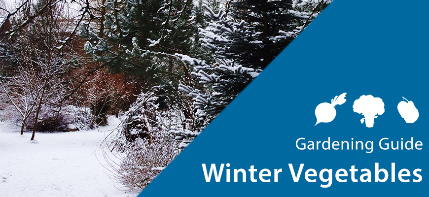winter vegetable gardening