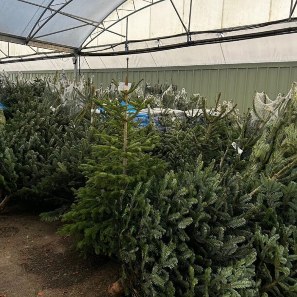 large christmas trees 2025
