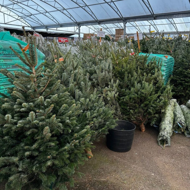 large stack of christmas trees 2025