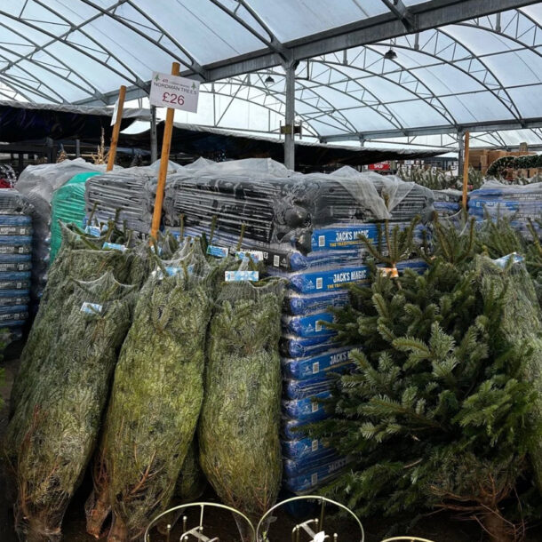 look over christmas tree area 2025