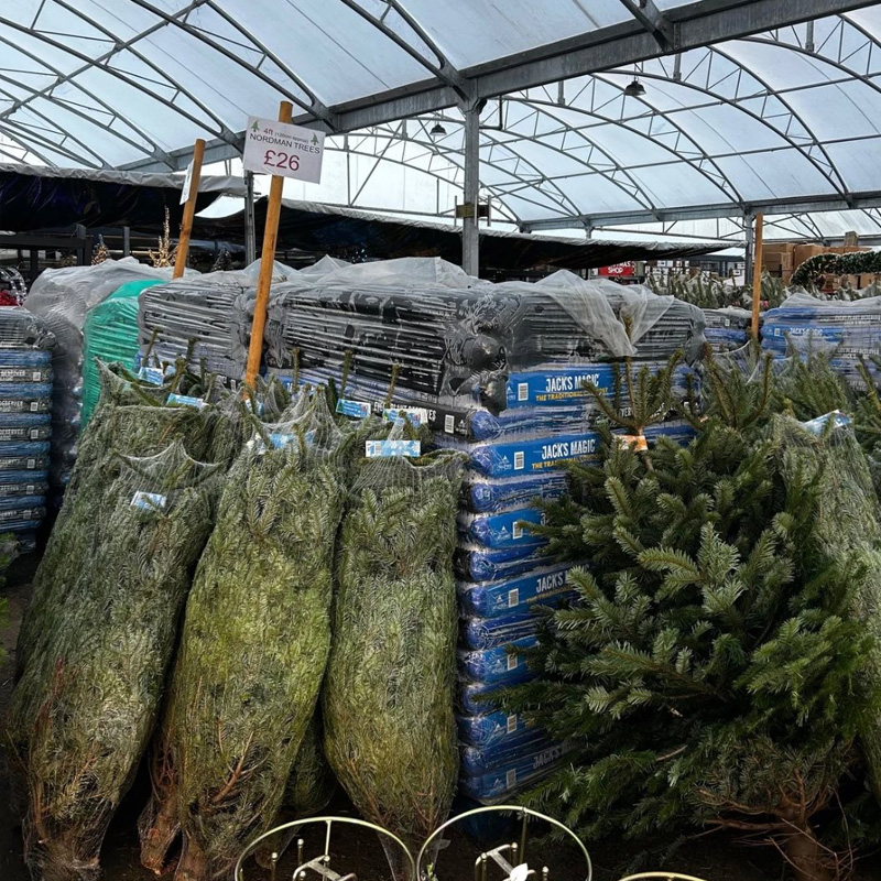 look over christmas tree area 2025