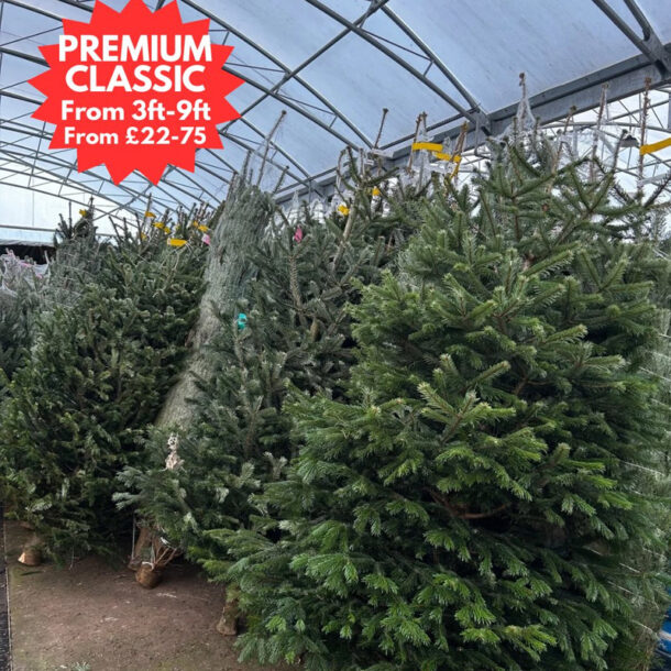 premium classic real christmas trees 2025 prices