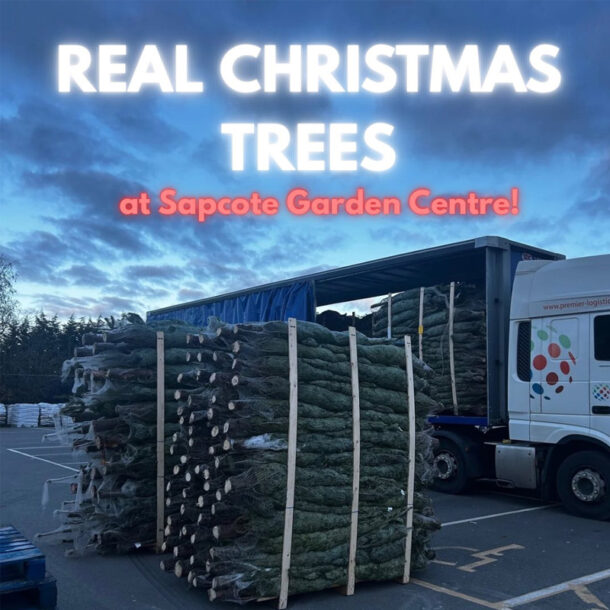 real christmas tree delivery 2025