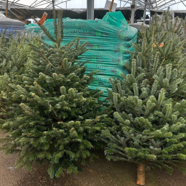 real trees leaning against pallet