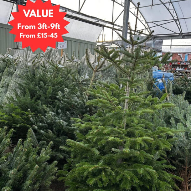 value real christmas trees 2025 prices