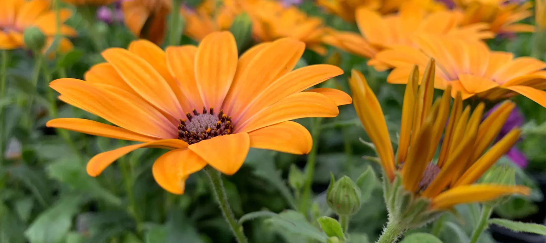Sapcote Garden Centre Leicester S 1 Amazing Spring 2020 Deals